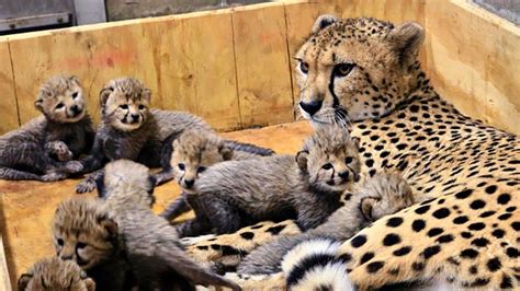 Leopardo Dando A Luz Y Amamantando Leopardo Bebé En El Zoológico Youtube
