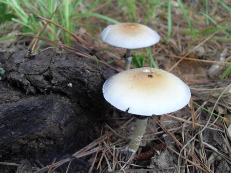The Official Florida Mushroom Season Thread 2010 Mushroom Hunting