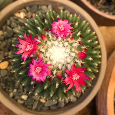 Cacti occur in all shapes and sizes. Mammillaria polythele 'Toluca' syn. Mammillaria vagaspina ...