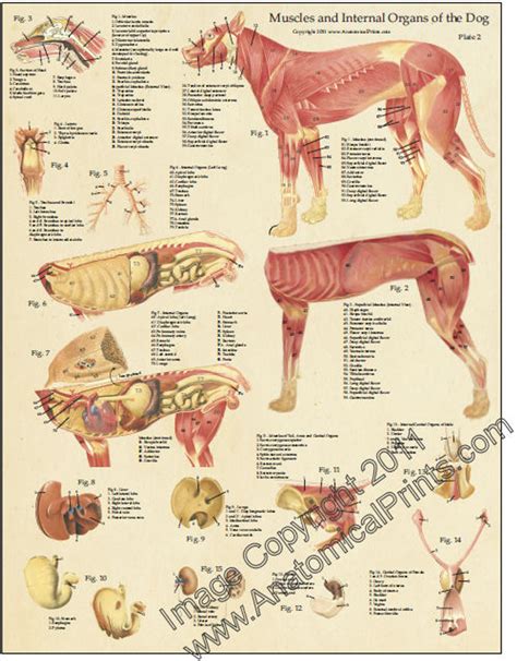 Dog Anatomy Poster Set Clinical Charts And Supplies