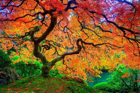 Maple Leaf Tree Japanese Autumn Season Natural Beauty Hd Uhd