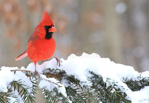 Male Northern Cardinal Cardinalis Cardinalis Stock Image Image Of