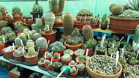Watering Cacti And Succulents After Winter How And When I Do It Youtube