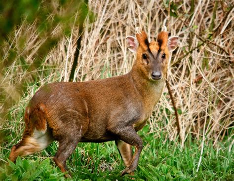Muntjac Deer Breed Information And Pictures Amazing Pets For You