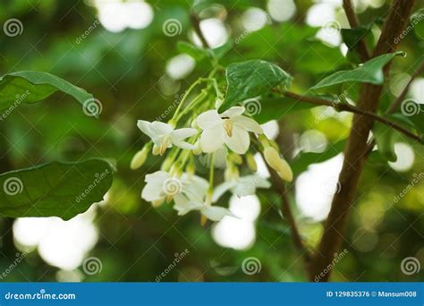 White Wrightia Religiosa Flower In Nature Garden Stock Photo Image Of