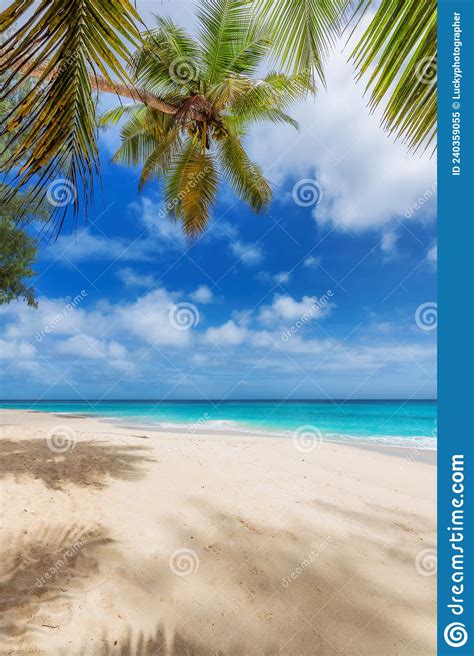 Coconut Palms On Tropical Sunny Beach And Turquoise Sea In Caribbean