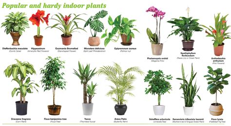 Keep your houseplants happy and healthy by following our guide to watering, lighting, feeding, and caring for indoor plants! Which Indoor Plants Produces Most Oxygen? - Find Health Tips
