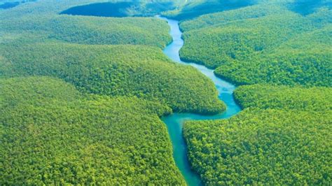 Amazon Rainforest Feel The Rainfall Of Leaves Found The World