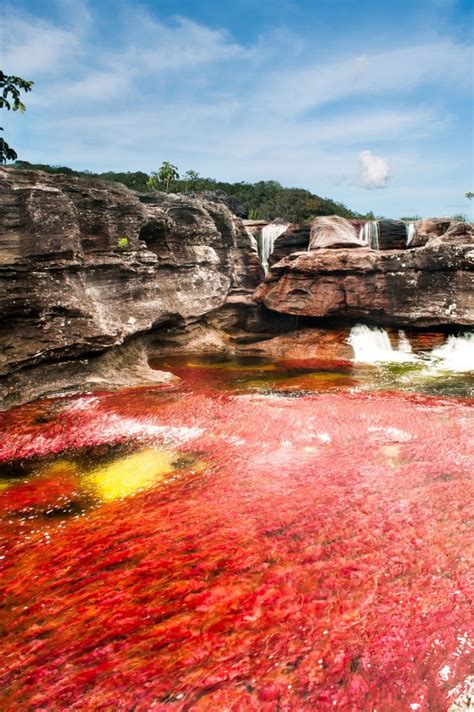 Its unique ecosystem is very fragile and . Caño Cristales ¡Impresionante río en Colombia!