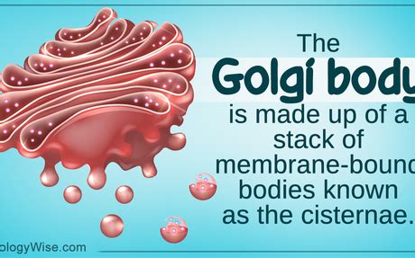 If there was no golgi apparatus, various substances would not be in a position to be transformed in proper forms for further use. ~The Golgi Apparatus~ | elink
