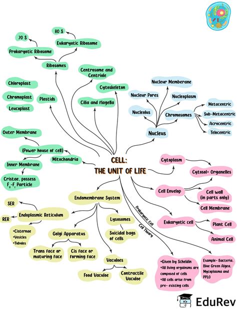 Mind Map Cell Division A Mind Map Is A Diagram Used To Visually Photos