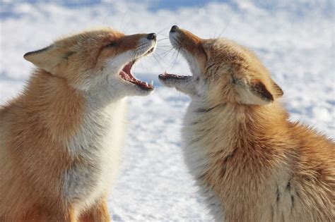 Two Ezo Red Fox Vulpes Vulpes Schrencki In Winter Stock Photo