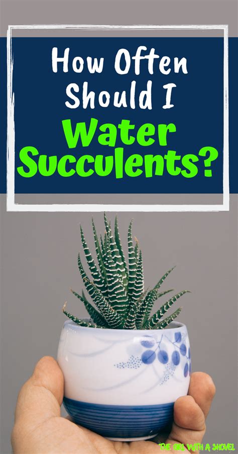 Keep in mind though thats a starting many horticulture experts agree that cacti should be watered once a week for the hottest months. How Often Should You Water Succulents? | How to water ...
