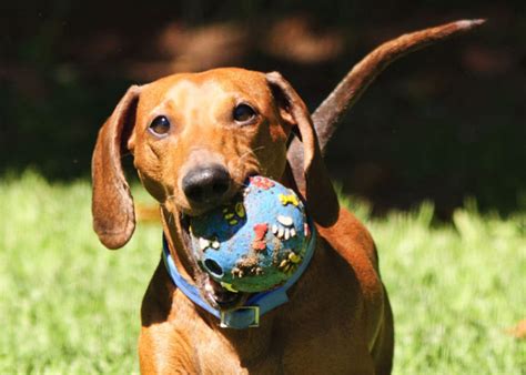 Best Dog Foods For Dachshunds With Allergies 2019 Buyers Guide