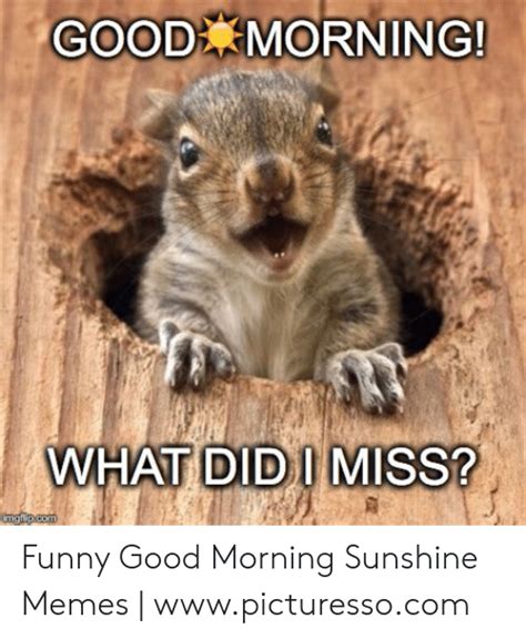 Good morning sunshine meme with a confused cat. 12+ Good Morning Sunshine Funny Memes - Factory Memes