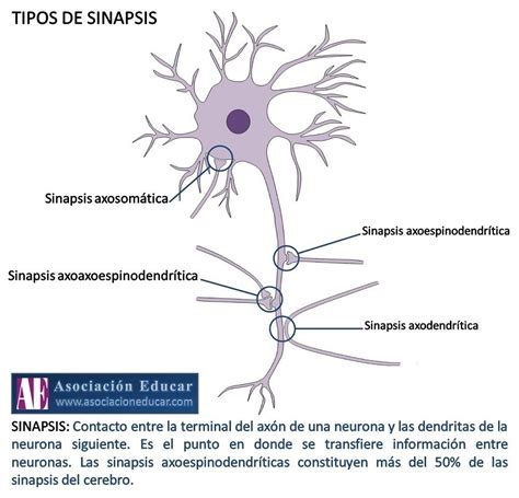 10 Sinapsis Dibujo