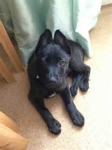 Before doing anything on your own, you should consult a. Will my Puppy's ears stand up? - German Shepherd Dog Forums