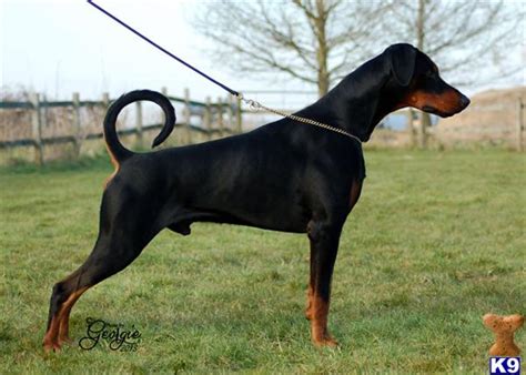 Sharmalan Thevar The Dobermann