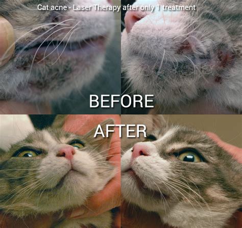Cat Acne Laser Therapy Successful Results Glen Oak Dog And Cat Hospital