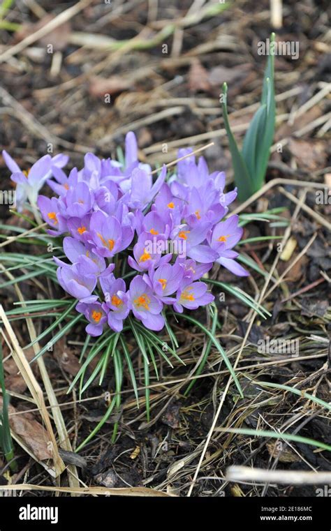 Early Crocus Whitewell Purple Hi Res Stock Photography And Images Alamy