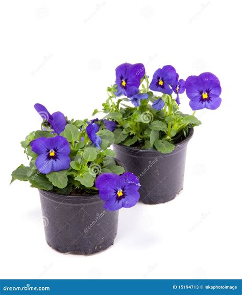 Blue Purple Pansy Stock Image Image Of Garden Pansy 15194713