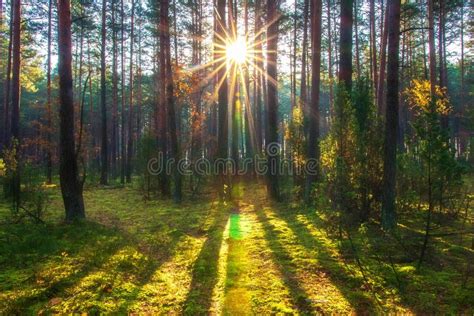 Amazing Autumn Forest With Bright Sun Fall Scene Sunny Forest