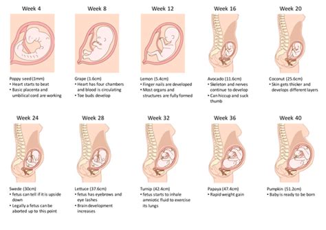 Ikuti update terbaru dari semprot (maintenance dll) dari : Fetal development - worksheet by neanderthalchick ...