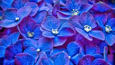 Blue Purple Flower Desktop Wallpapers Top Free Blue Purple Flower