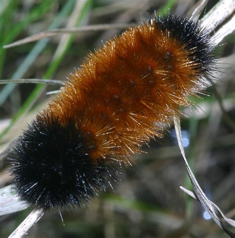 Image of brown caterpillar butterfly on the branches on a natural background. stinging rose caterpillar | Dusky's Wonders