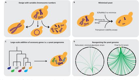Figure 3 From Genetic Engineering And Synthetic Genomics In Yeast To