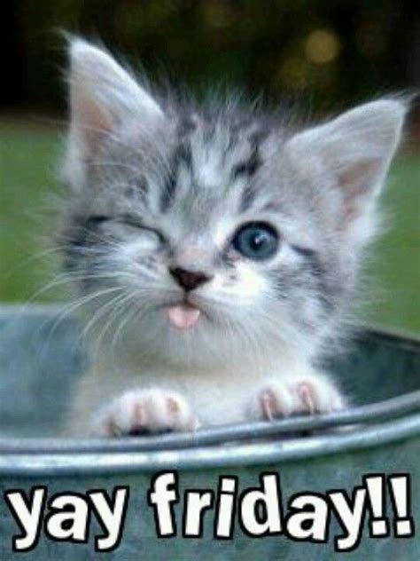 35 Cats And Other Cute Animals Winking Happy Good Morning Happy