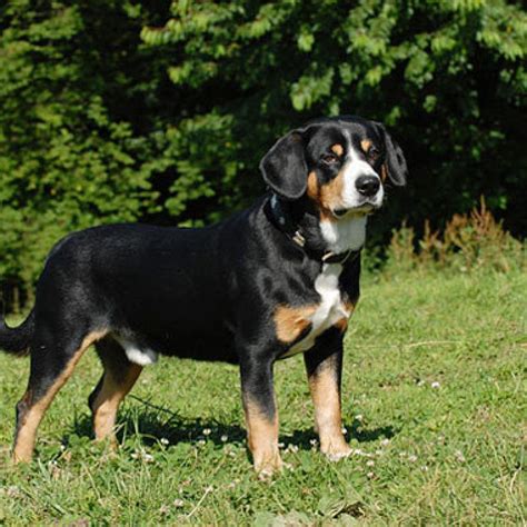 Entlebucher Mountain Dog