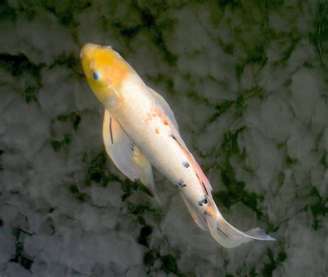 Aquarium And Fish Care The History Of Butterfly Koi