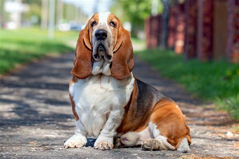 At What Age Is A Basset Hound Full Grown
