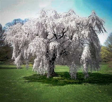 Buy White Weeping Cherry Trees The Tree Center