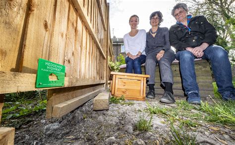 Cambridge Hedgehogs Raises Awareness Of The Plight Of Our Spiky Friends