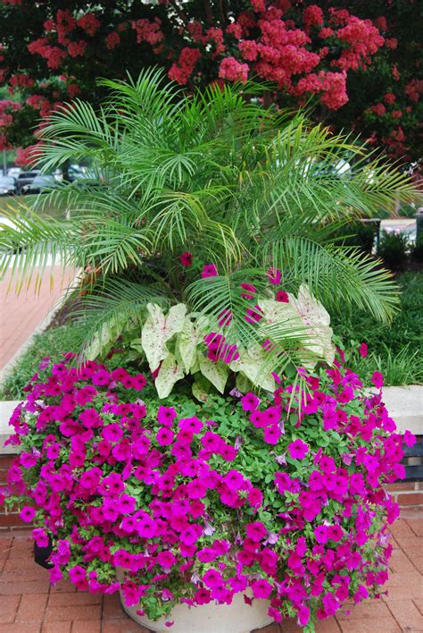 This Mix Of Annuals And Tropicals Look Great In A Container And Add