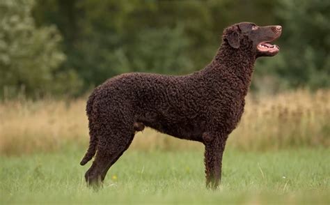 Curly Coated Retriever Traits Temperament And Training