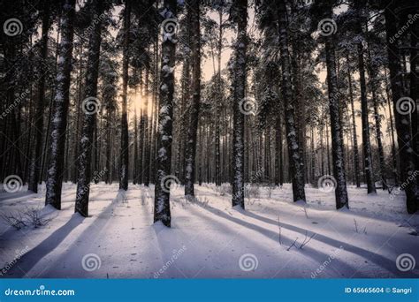 Winter Sunset In The Forest Stock Photo Image Of Light North 65665604