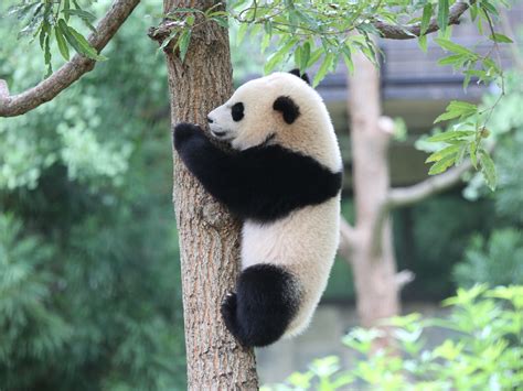 Bye Bye Bao Bao Popular Giant Panda Heads To China This Winter Ncpr