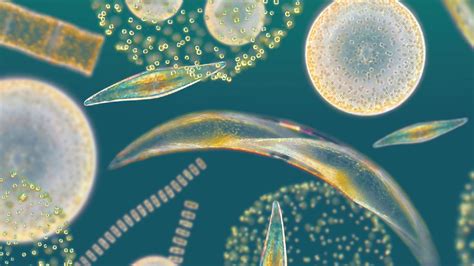 Diving Deep Into Phytoplankton How Tiny Ocean Organisms Help You
