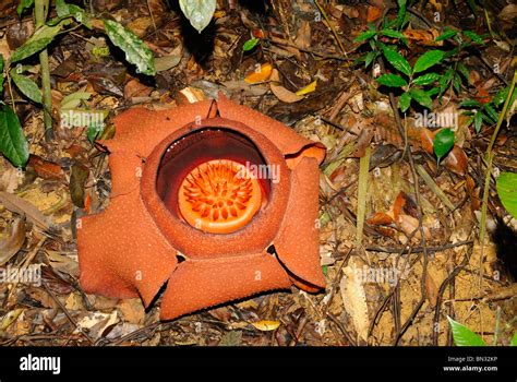 Rafflesia Kerrii Flower In Khao Sok National Park Thailand Stock Photo