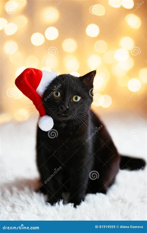Cat In Santa Hat Stock Image Image Of Closeup Seasonal 81919559