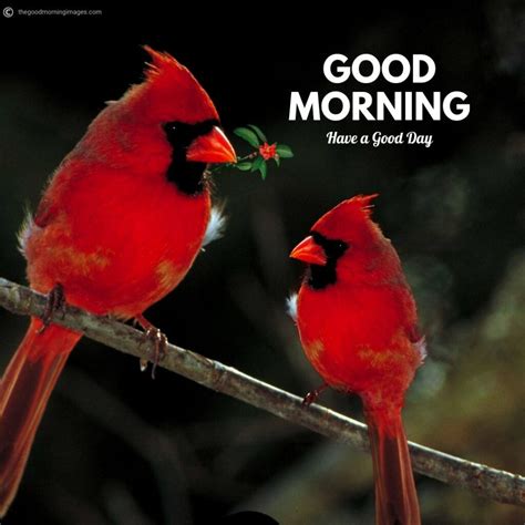 50 Best Good Morning Birds Images To Wish Anyone 2020
