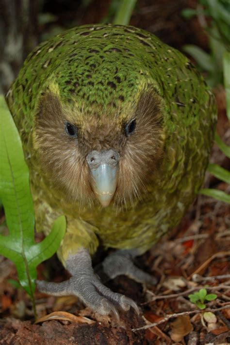 Image Detail For Kakapo Parrot Courtesy Kakapo Recovery Flights Of