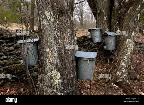 How To Get Maple Sap