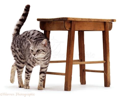 White Stool In Cats - Stools