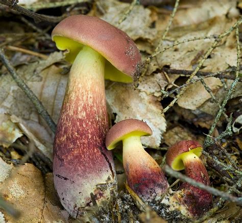 Boletus Bicolortwo Colored Bolete Images Stuffed Mushrooms Fungi