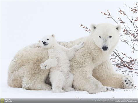 Animals National Geographic Polar Bears Snow Wallpapers Hd Desktop