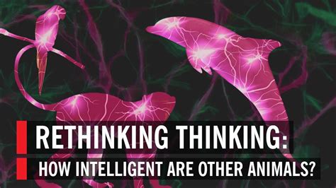 Rethinking Thinking How Intelligent Are Other Animals Youtube